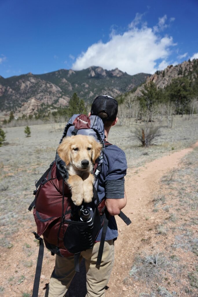 Adventure hike with a puppy in a backpack on a scenic mountain trail.