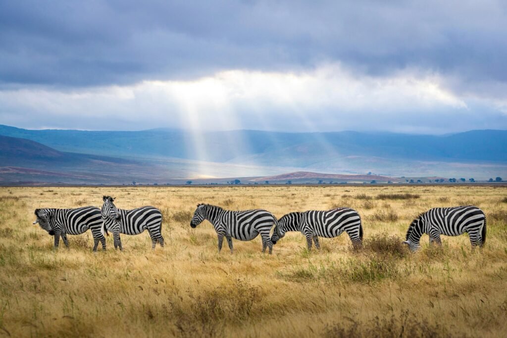 A group of zebras graze under sunrays in the Ngorongoro Crater, Tanzania, showcasing wildlife and natural beauty.