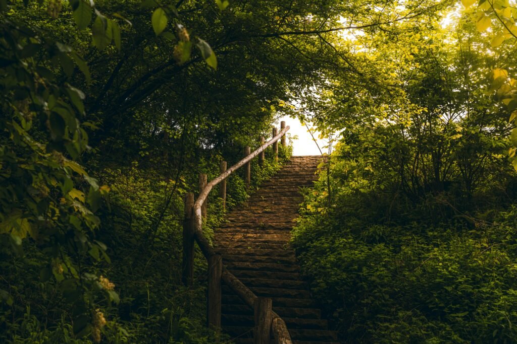 A serene wooden stairway leading through dense foliage in Milwaukee, WI.