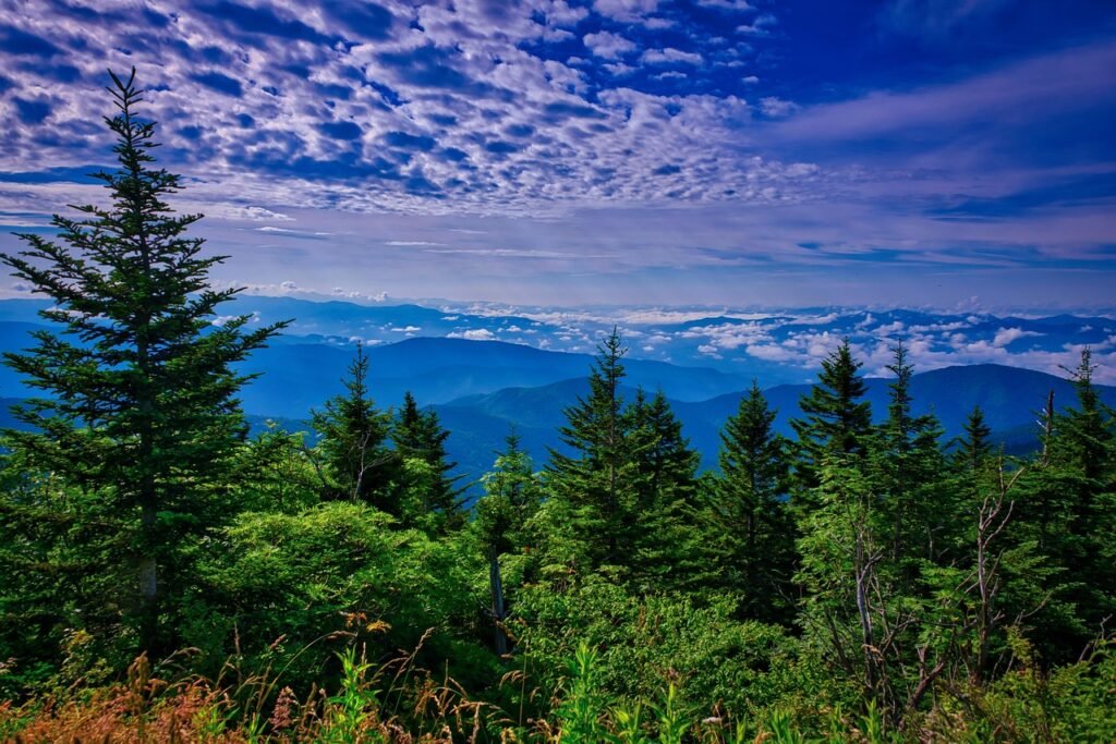 forest, mountains, nature, trees, landscape, clingmans dome, tennessee, gatlinburg, scenery, gatlinburg, gatlinburg, gatlinburg, gatlinburg, gatlinburg