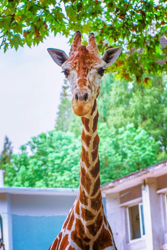 A majestic giraffe with a long neck under lush green trees in a Shanghai zoo.