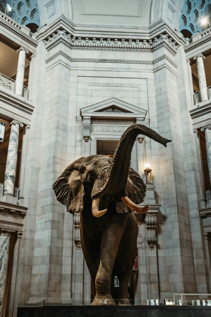 Majestic elephant statue in Smithsonian rotunda, Washington DC, USA.