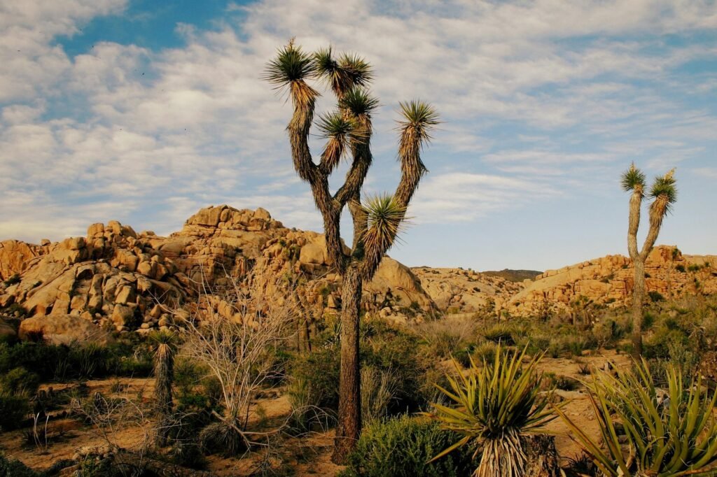 Explore the vast desert landscape of Joshua Tree National Park featuring iconic Joshua trees and rocky terrain.