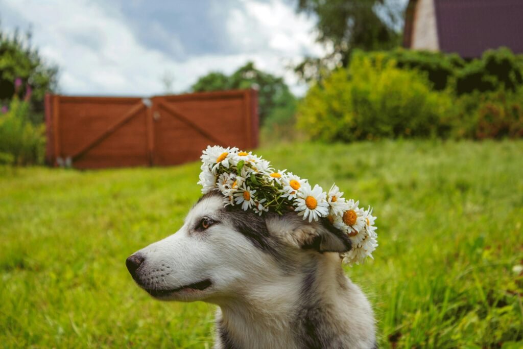 Adorable Siberian Husky puppy adorned with a flower crown sitting outside.