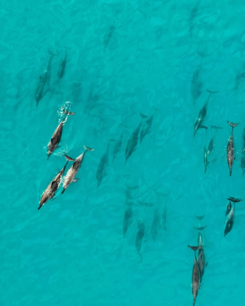 Dolphin pod swimming gracefully in clear turquoise ocean waters, captured from above.